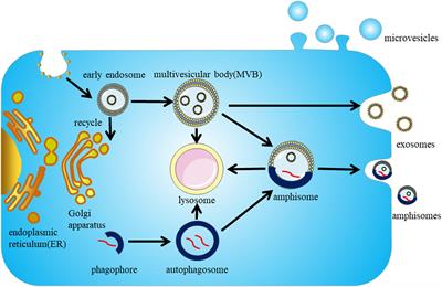 Potential Roles of Exosomes in Parkinson’s Disease: From Pathogenesis, Diagnosis, and Treatment to Prognosis